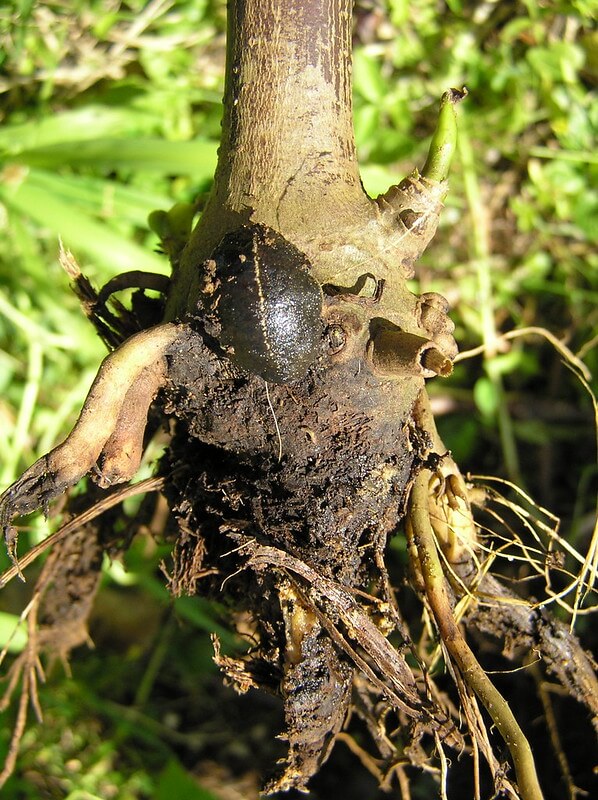 black slug on root ball