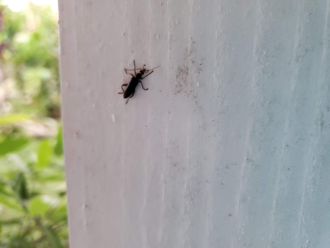 Featured image of post View 13 Red Headed Blister Beetle In House