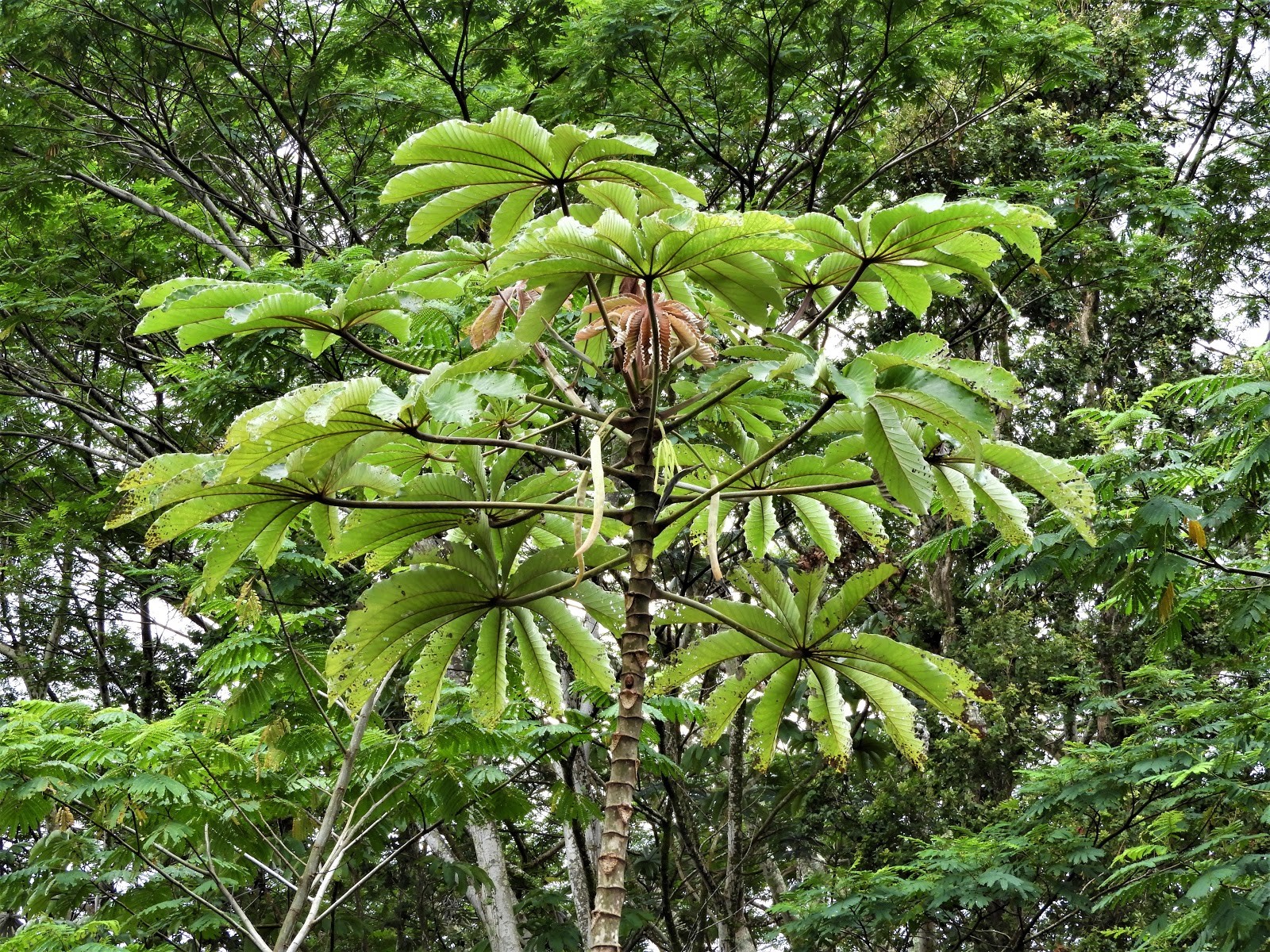 trumpet tree