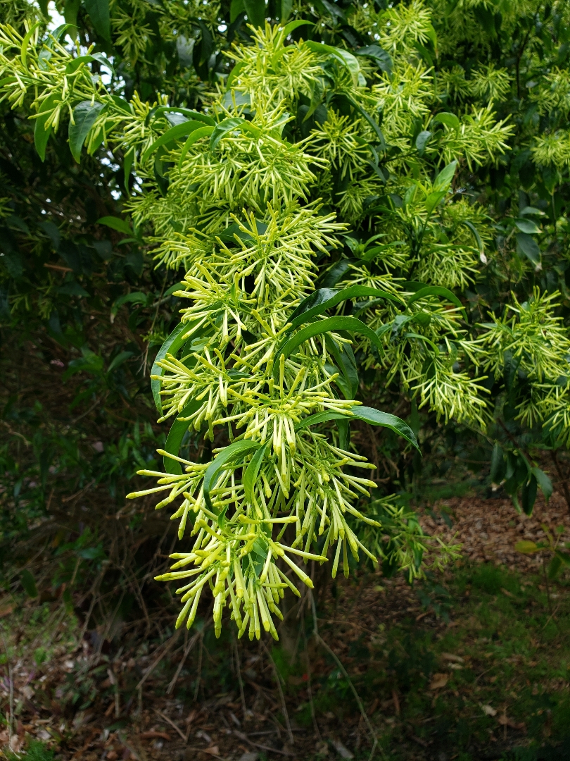 Night jasmine plant discount