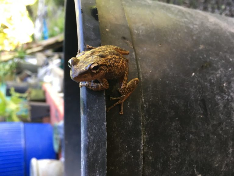 Coqui Frogs Big Island Invasive Species Committee (BIISC)