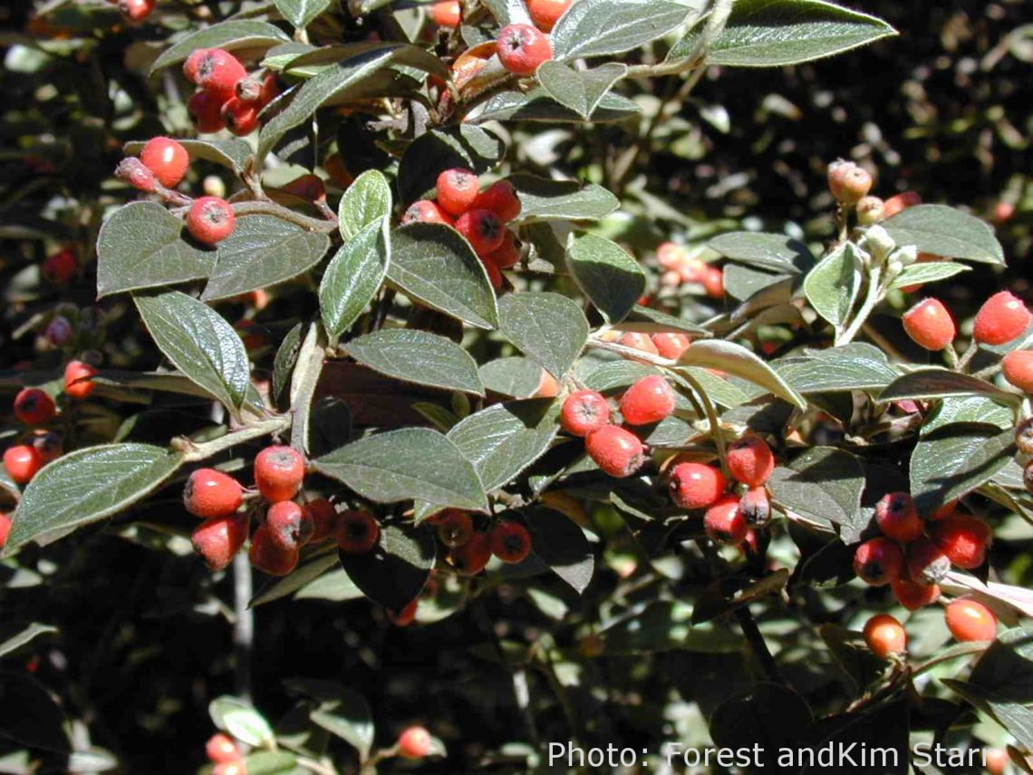 invasive Cotoneaster (Cotoneaster pannosus)