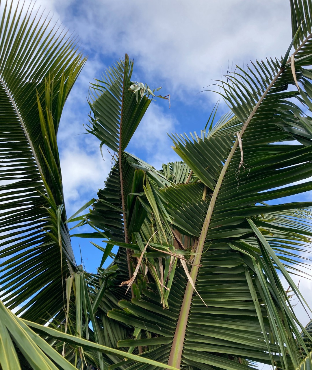 v-cuts with scalloped fronds in a palm leaf