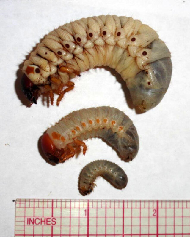 coconut rhinoceros beetle grubs