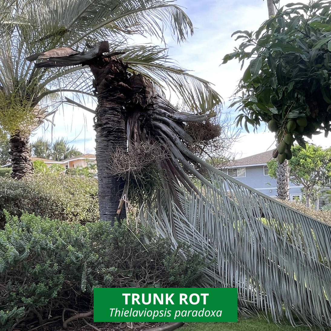 trunk rot on triangle palm