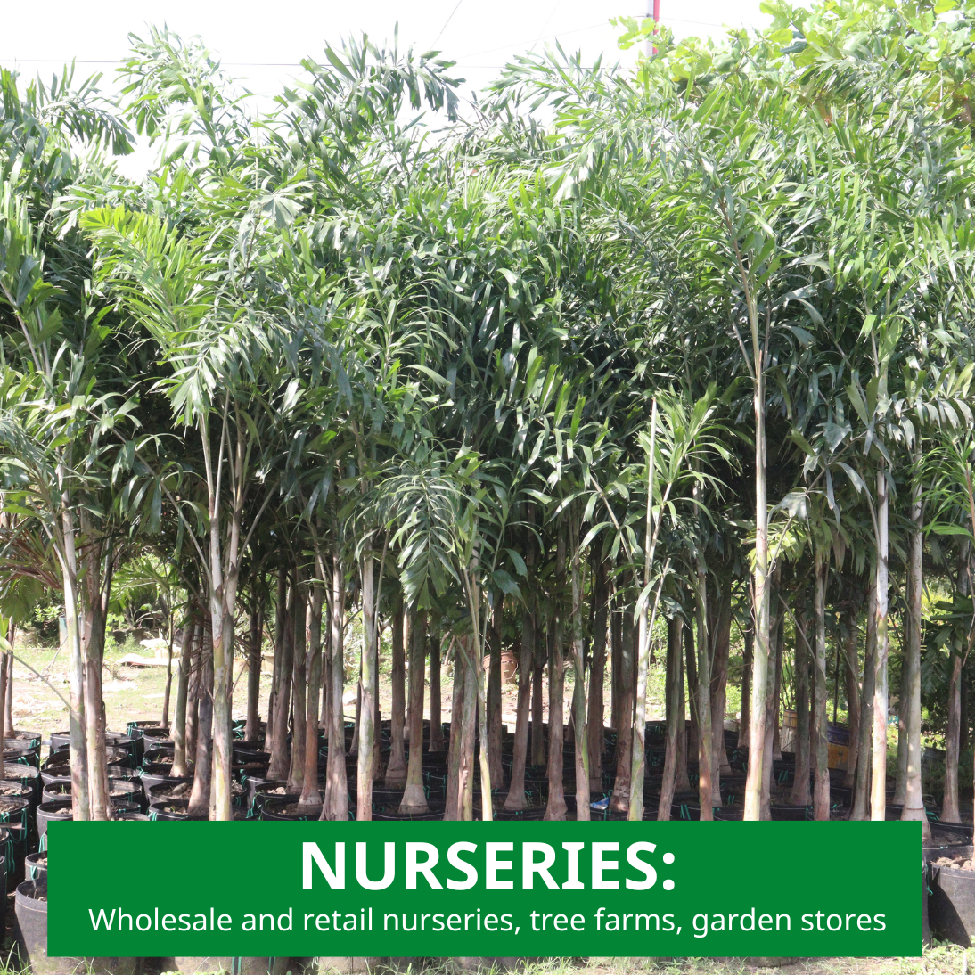 picture of potted palms