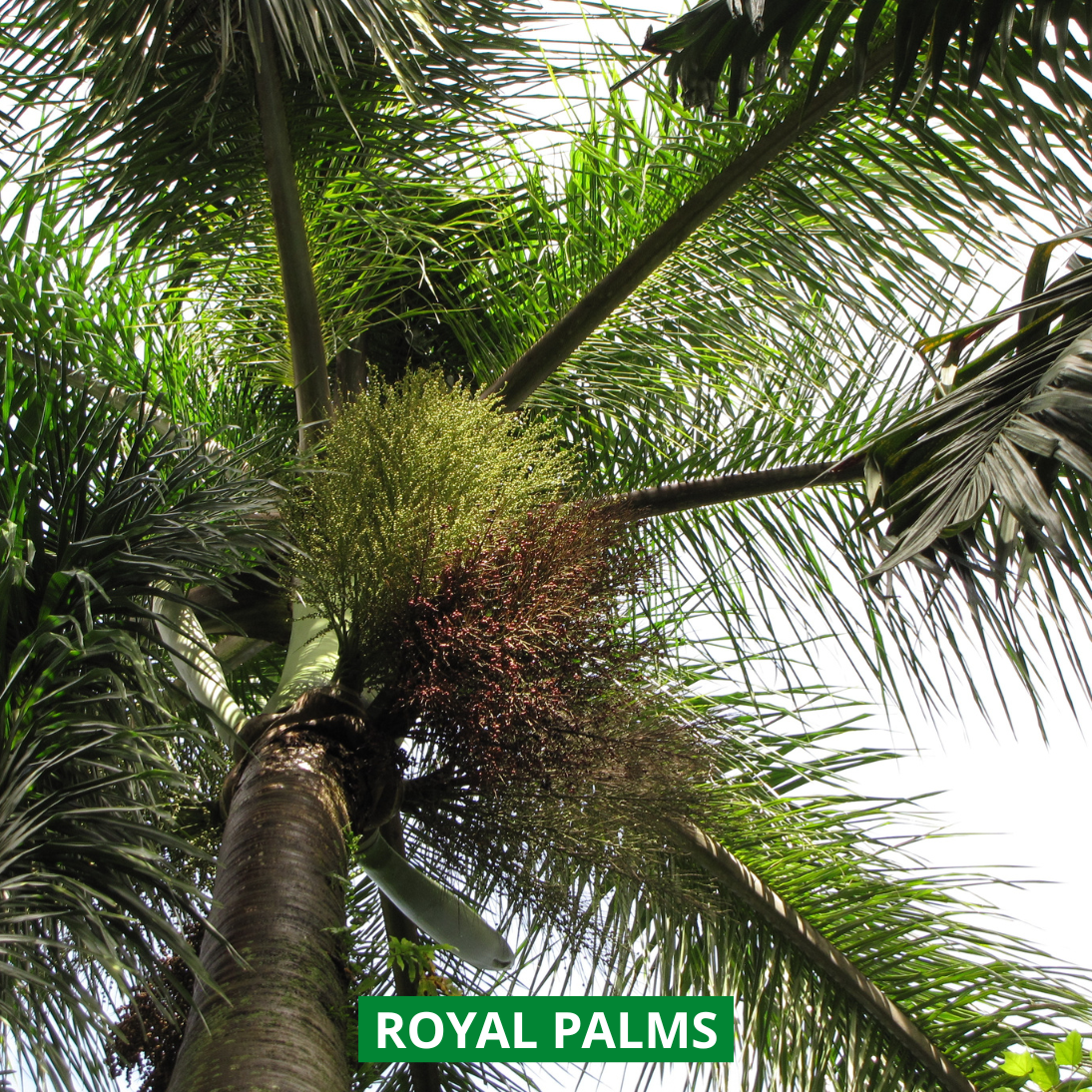 royal palms