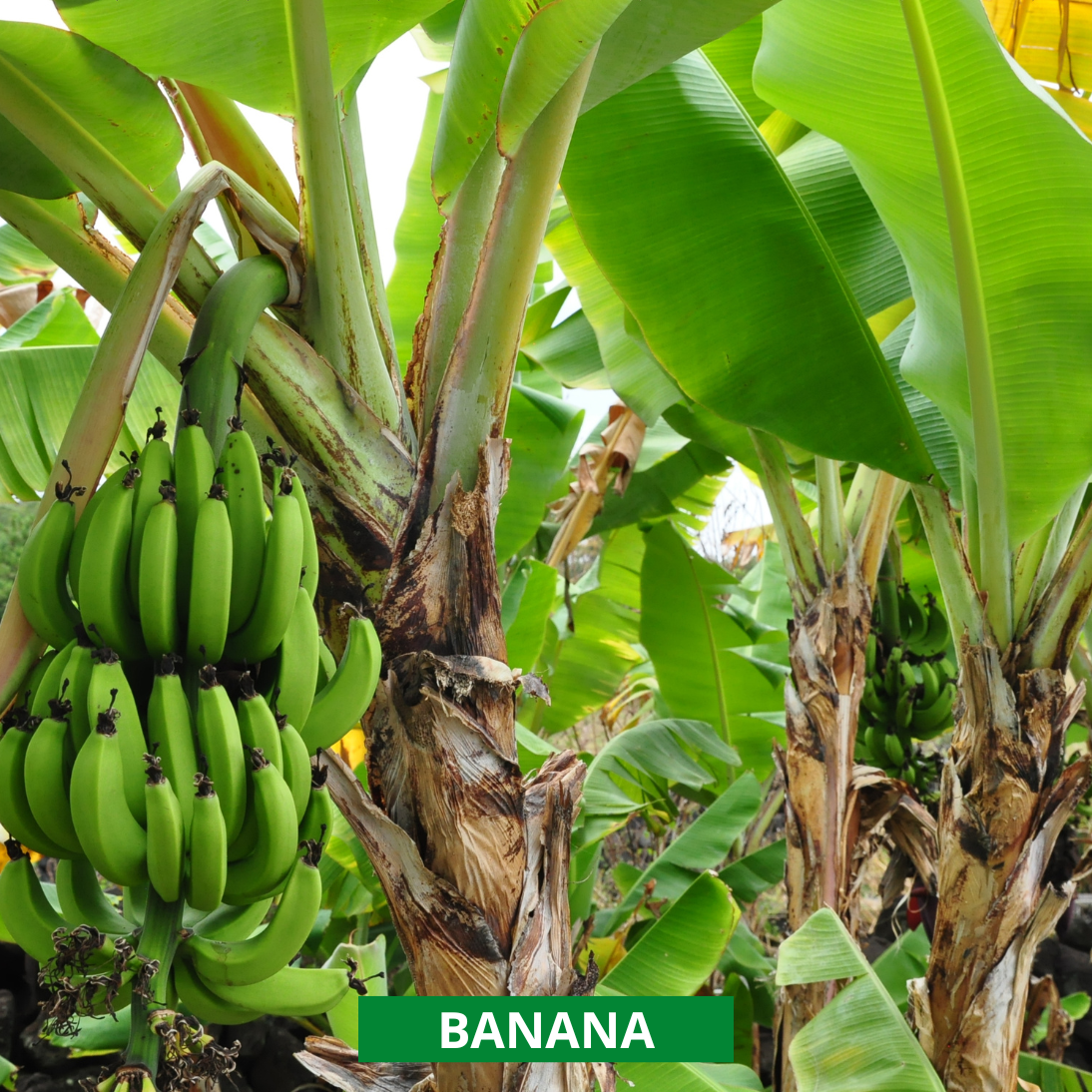 three banana trees with the most forward tree having a rack of green bananas