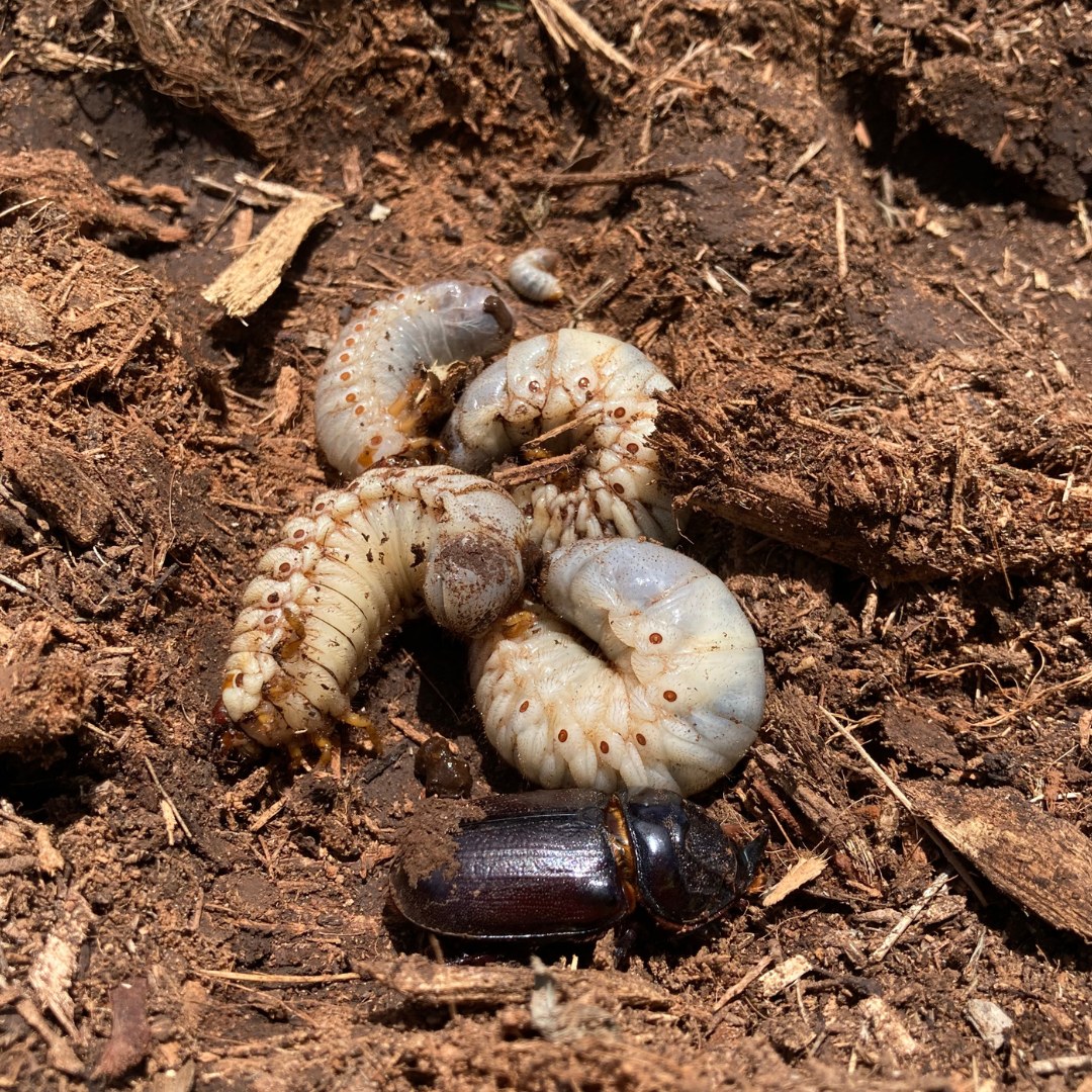 four coconut rhinoceros larvae and beetle