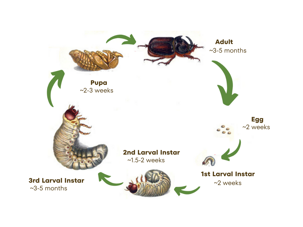 crb life cycle from egg to larva (3 instars), pupa, to adult