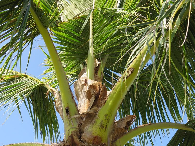 coconut rhinoceros bore holes in coconut tree
