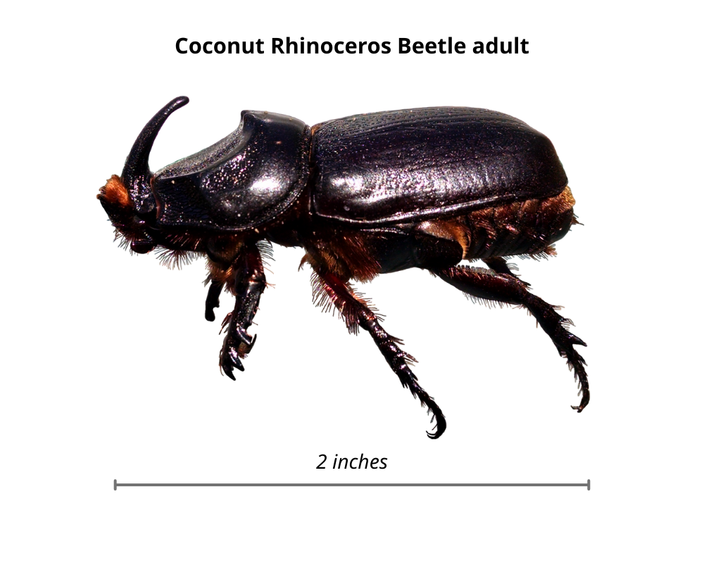 adult coconut rhinoceros beetle
