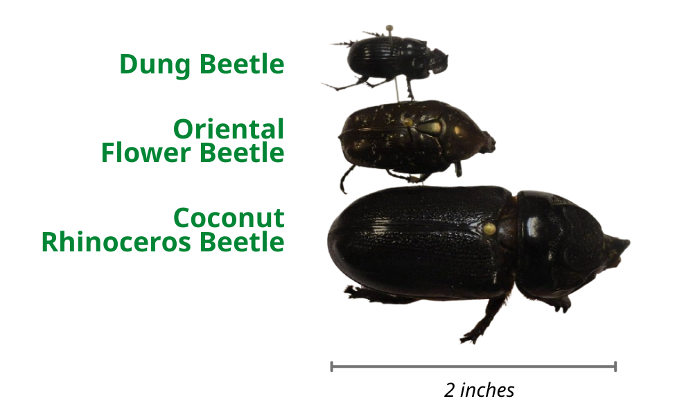 graphic of dung beetle oriental flower beetle and crb 