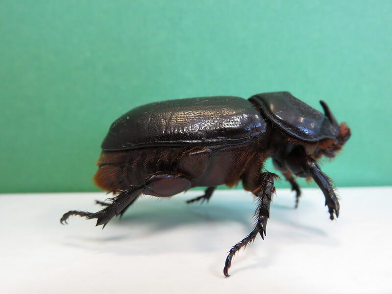coconut rhinoceros beetle adult 