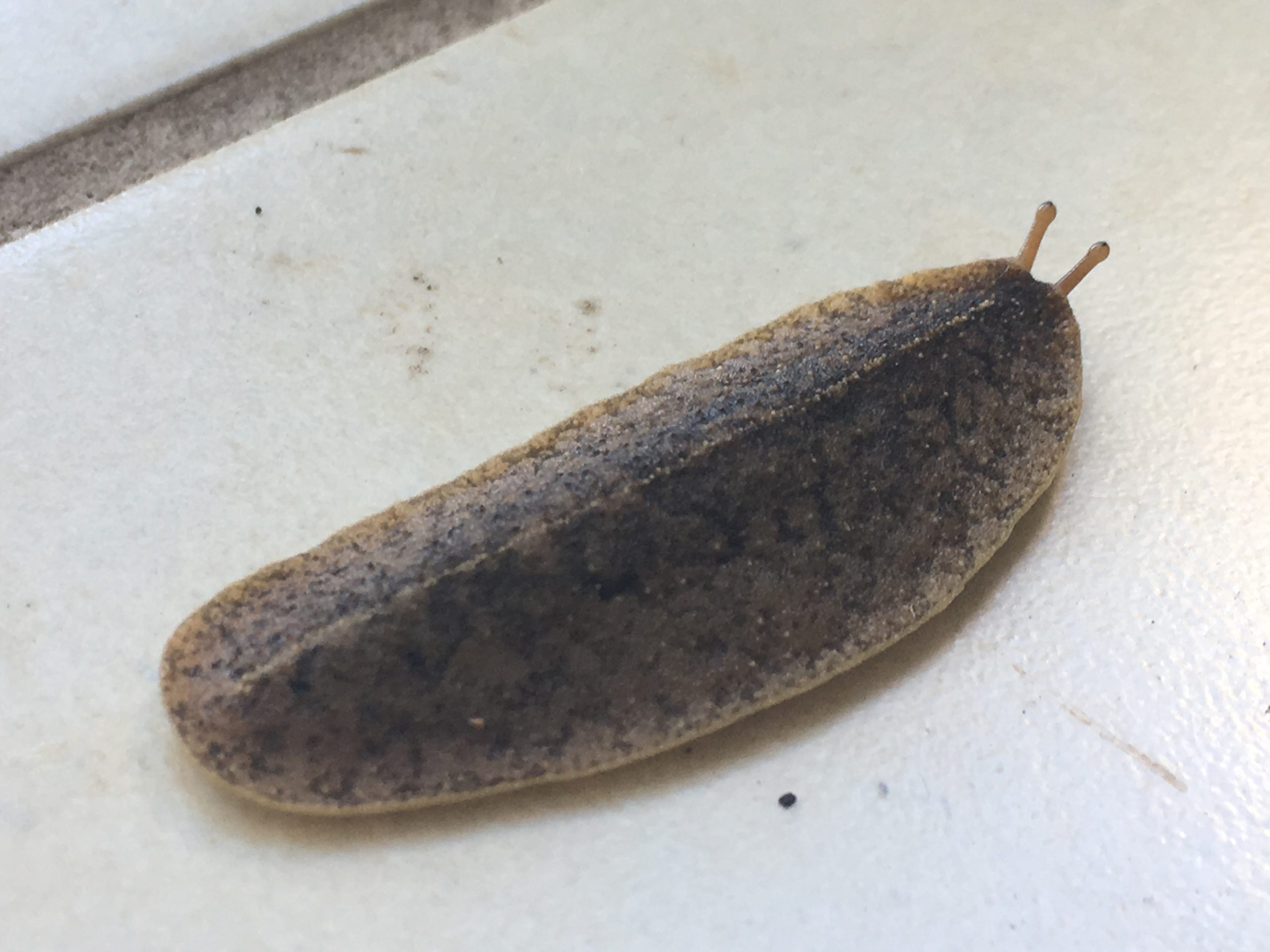 cuban slug that has a mottled coloring rather than stripes