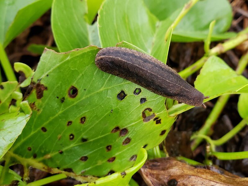 cuban slig with distinctive pair of black stripes