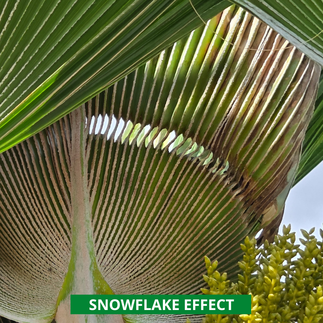 snowflake effect on loulu