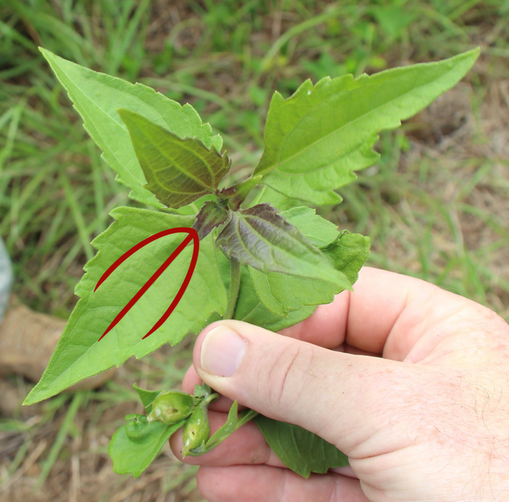 Devil weed