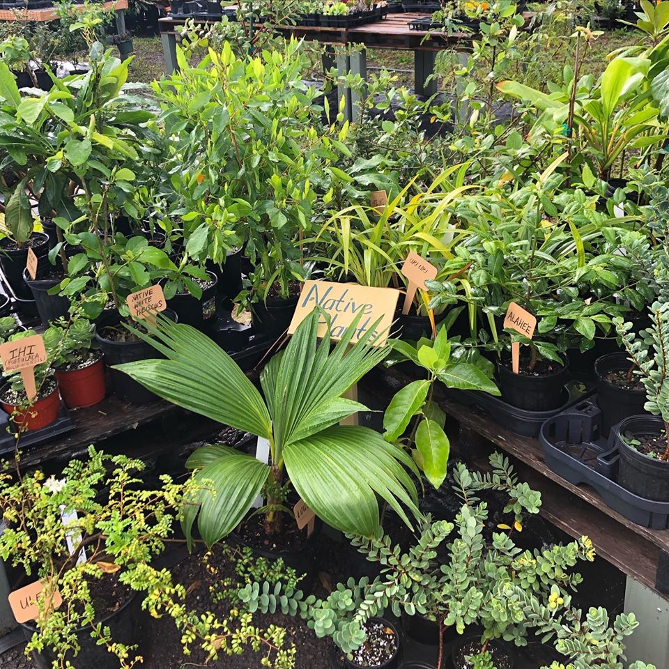 celebrate native hawaiian plant month by gifting plants to a loved one