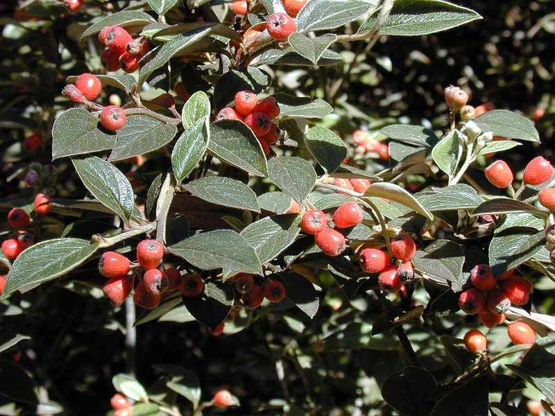 invasive cotoneaster