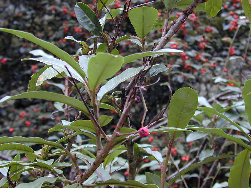 invasive photinia