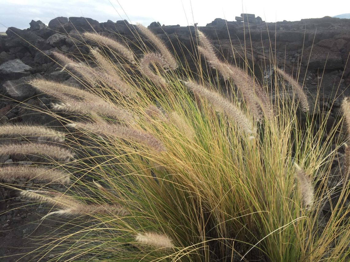 Fountain Grass - Big Island Invasive Species Committee (BIISC)