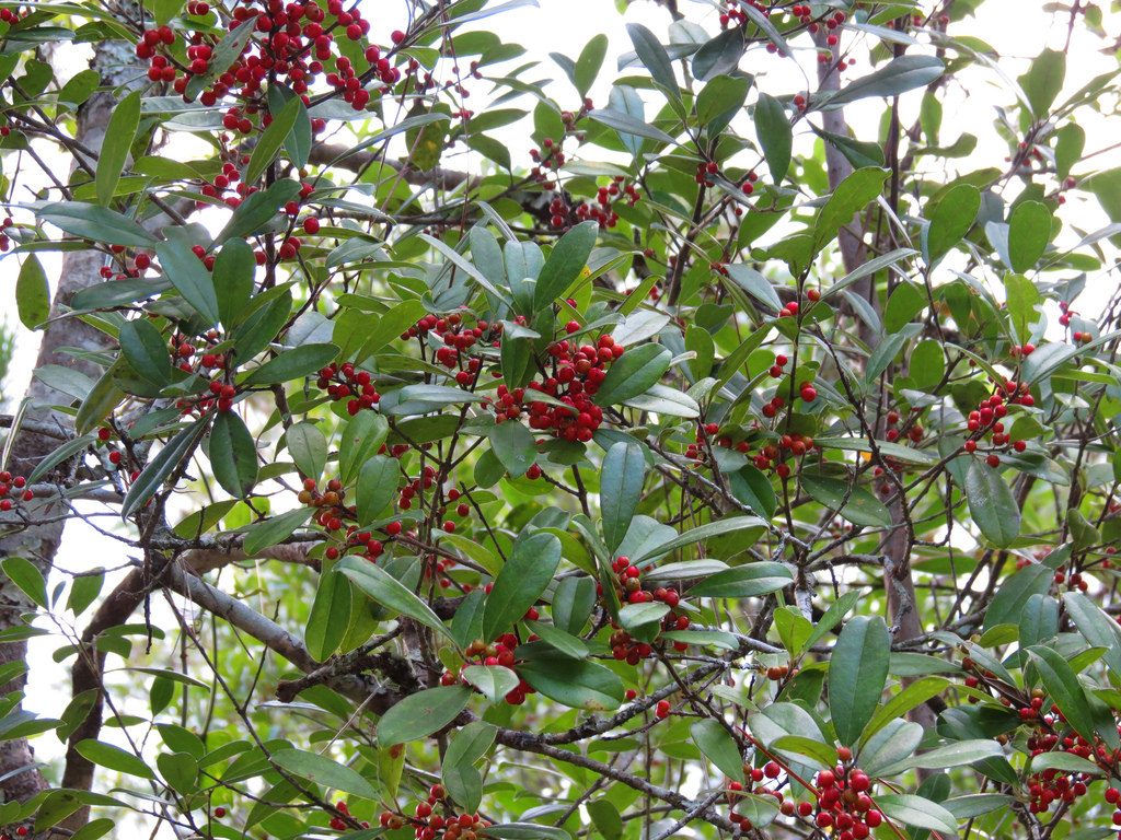 invasive dahoon holly