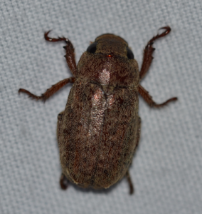 close up picture of chinese rose beetle