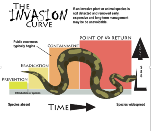 Graph showing how costs increase over time as a species spreads.
