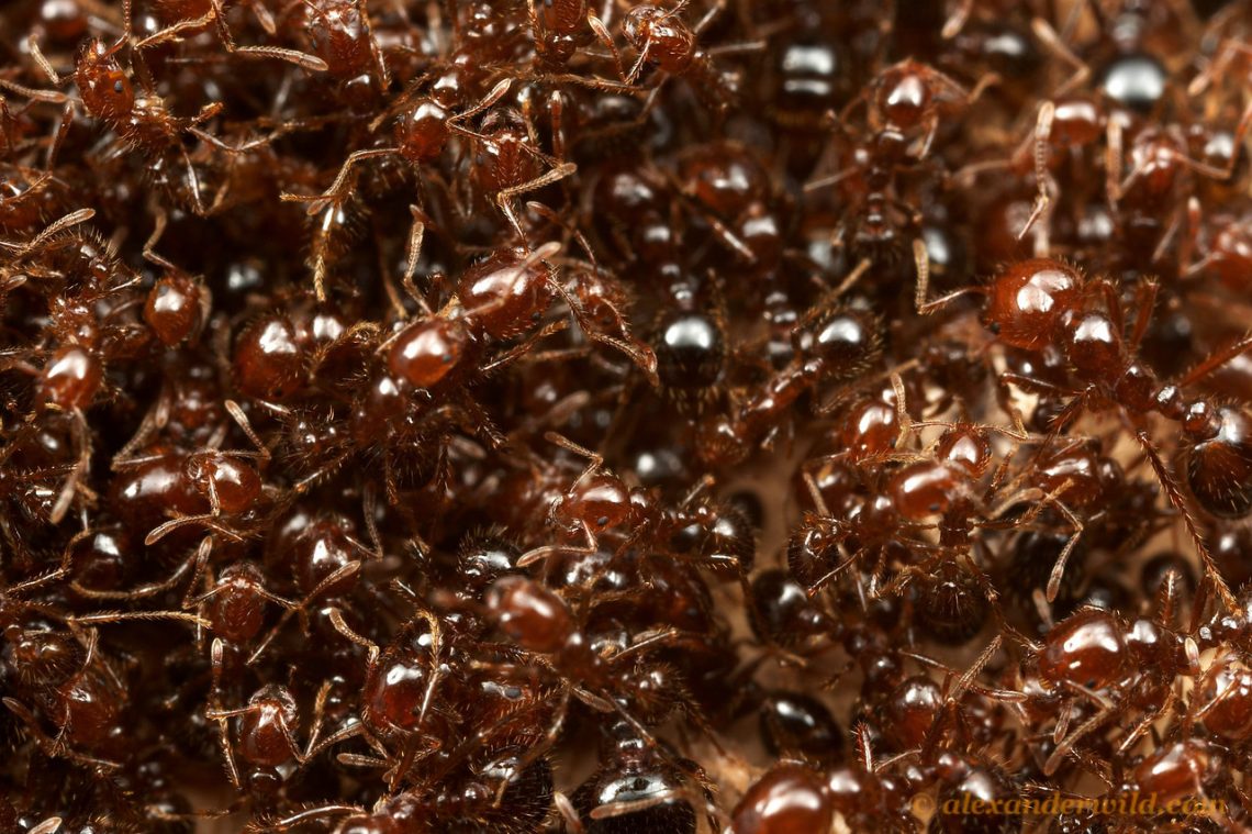 red imported fire ants nest