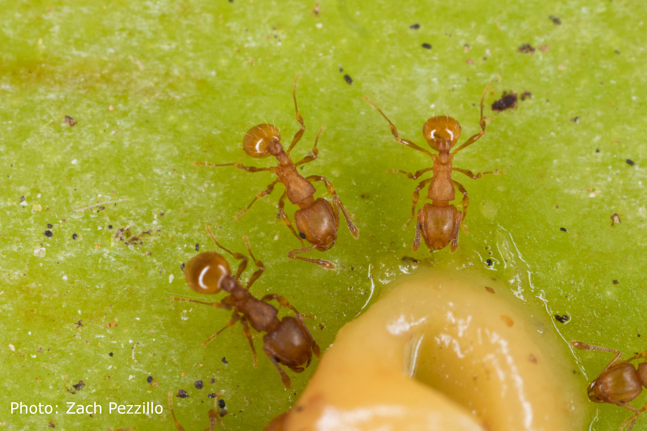 little fire ants feeding on a glob of peanut butter