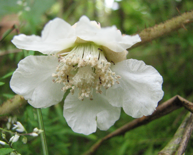 molucca raspberry flowers