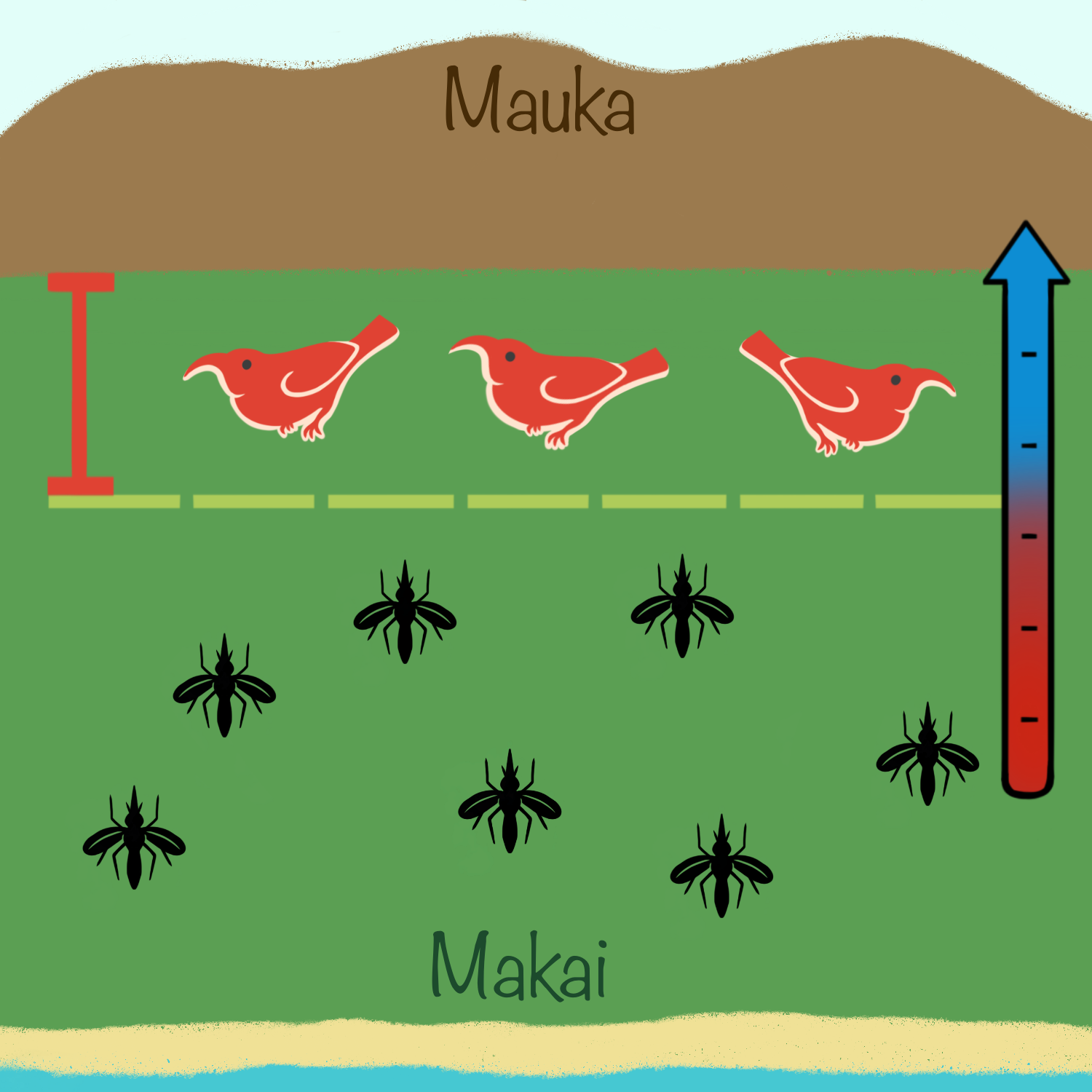 Graphic showing the small space that native Hawaiian birds can live, bellow the summit and above the mosquito line