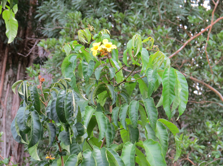 invasive Nile Tulip (Markhamia lutea)