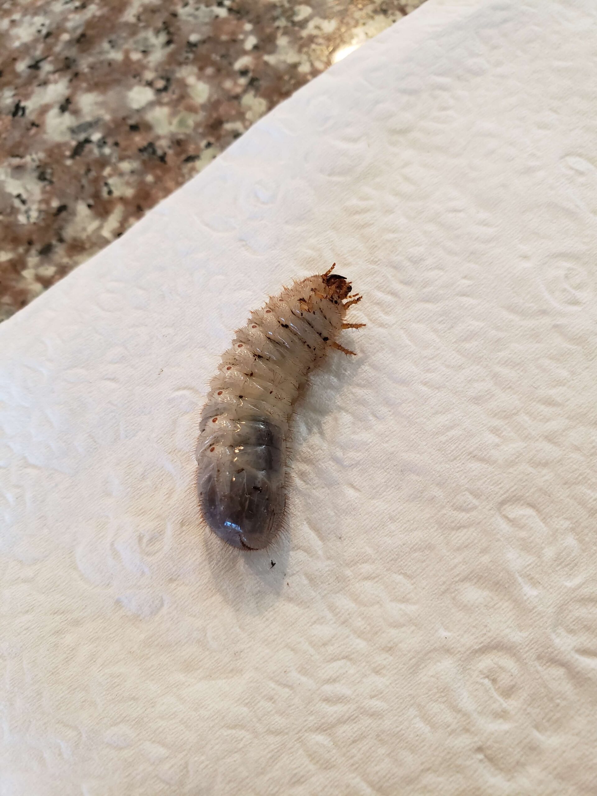 White-ish OFB grub laying on its side on a white background, with orange-colored legs in the air. 