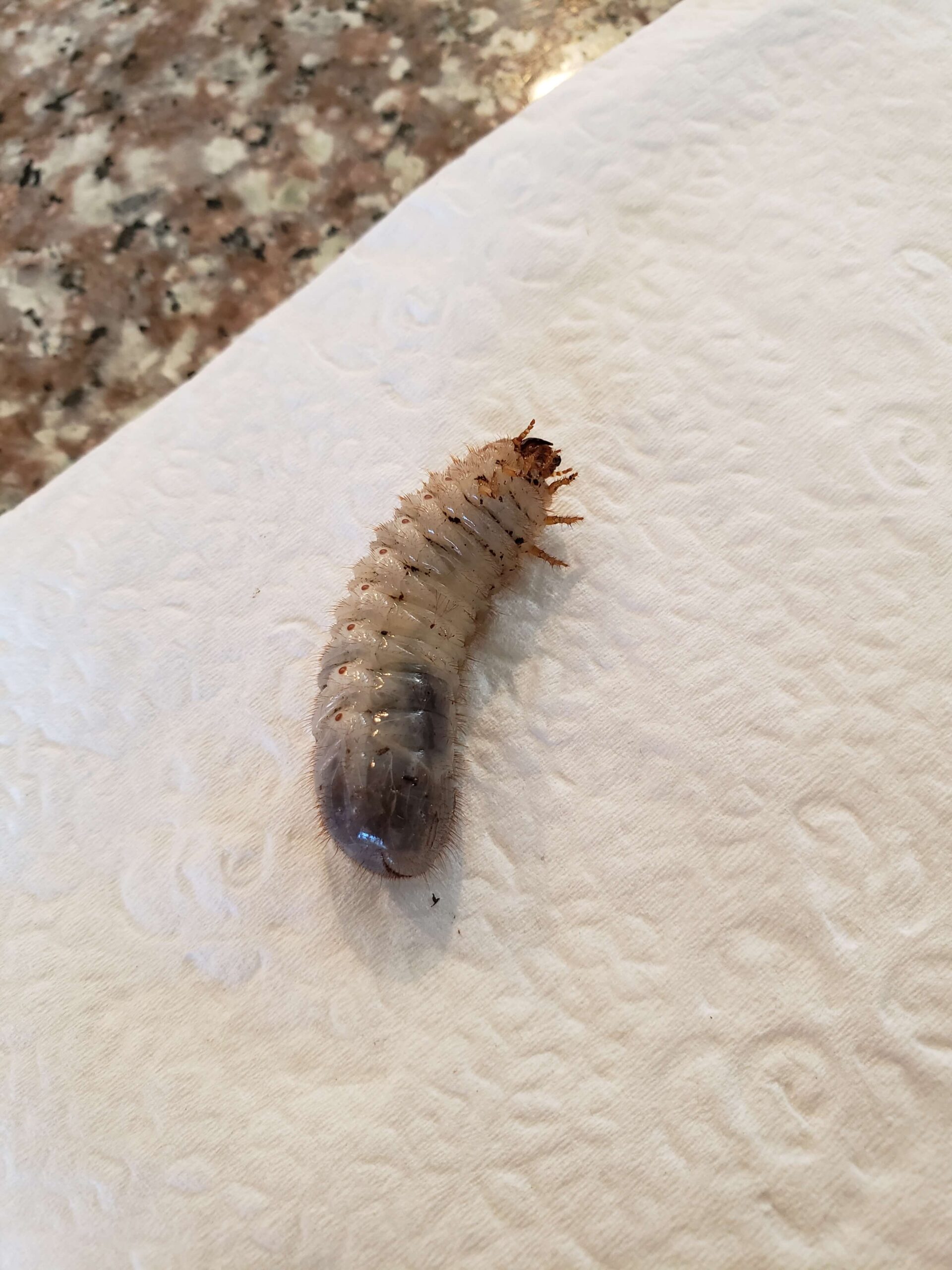 White-ish OFB grub laying on its side on a white background, with orange-colored legs in the air.