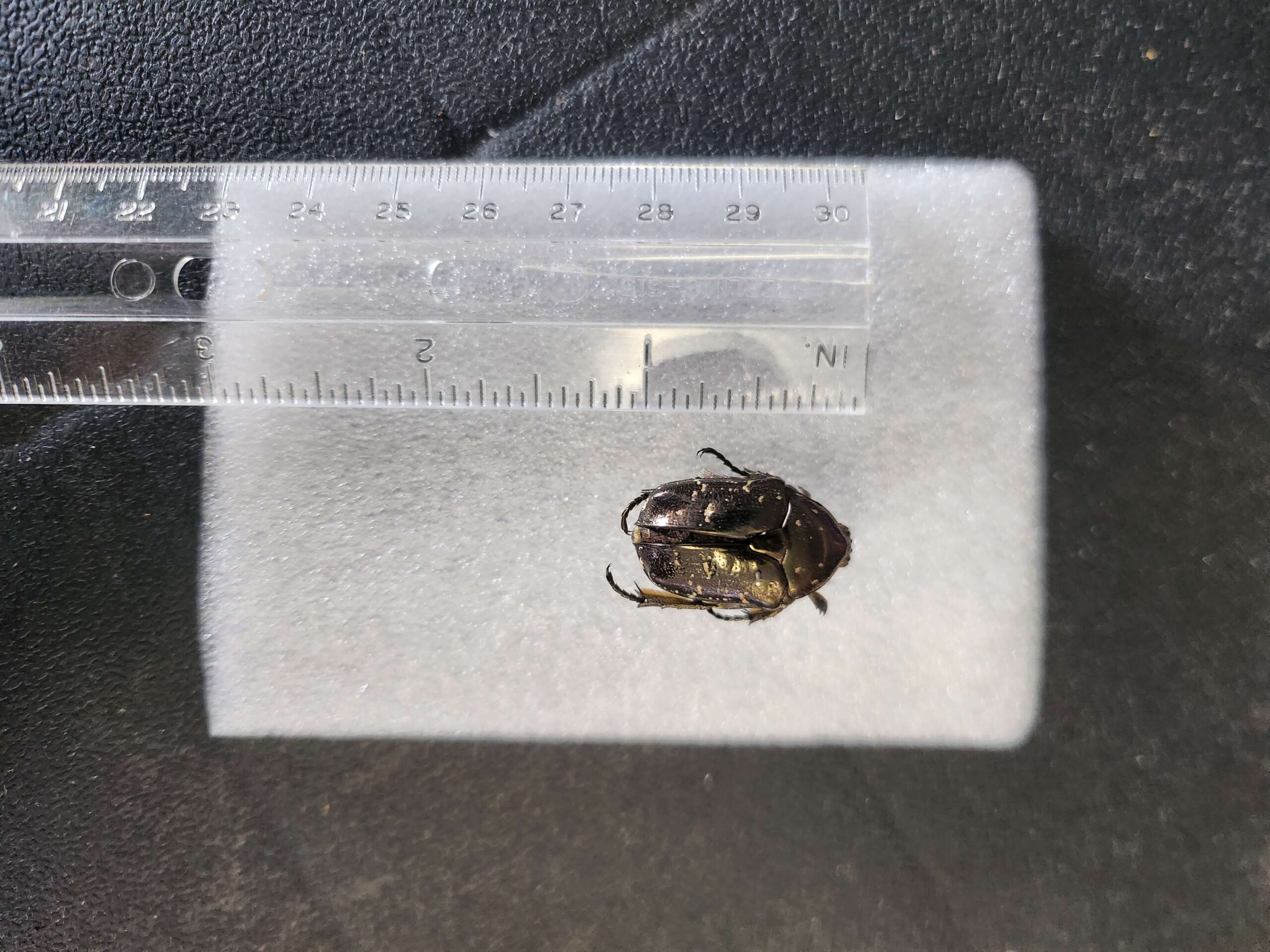 Half-inch brown beetle with bronze markings shown next to a ruler for scale