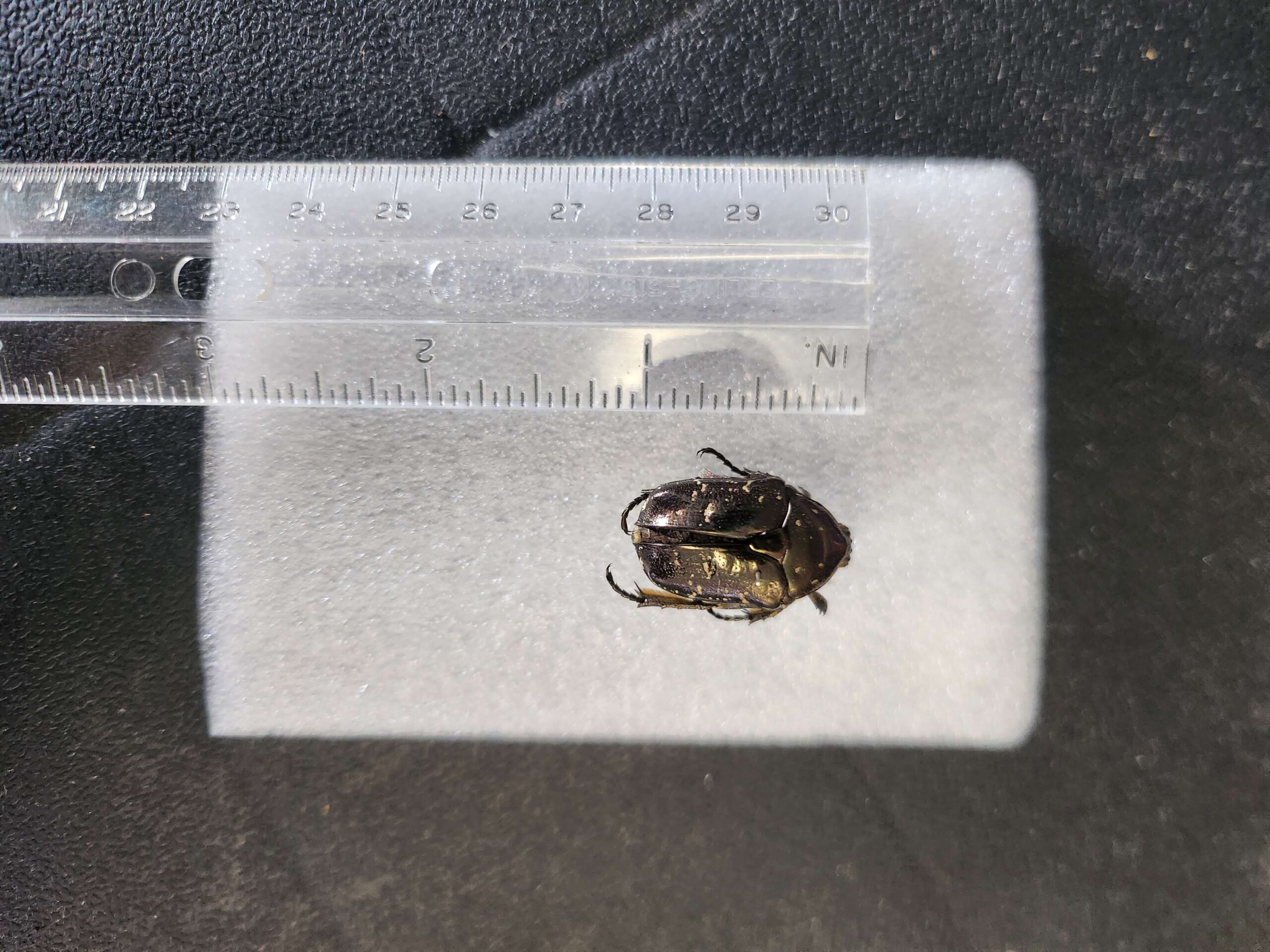Half-inch brown beetle with bronze markings shown next to a ruler for scale