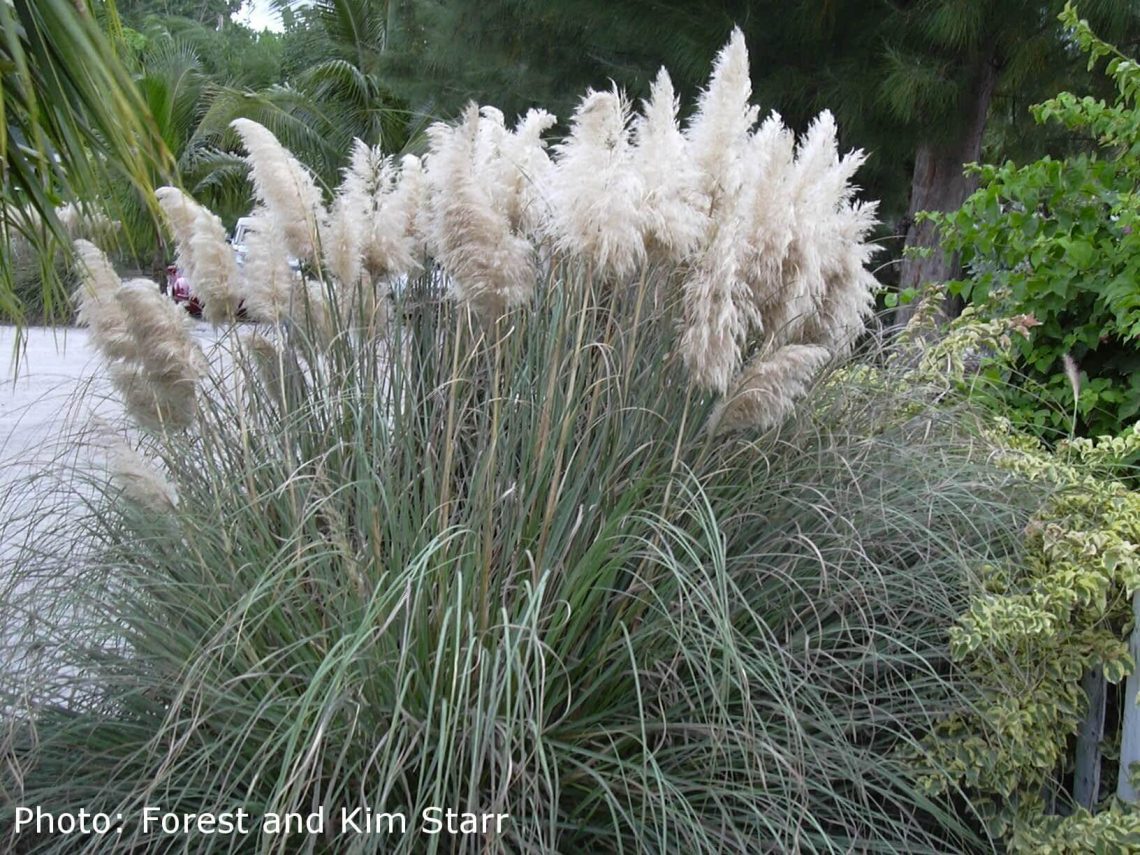 invasive pampas grass