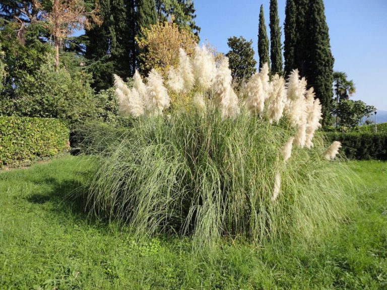 Pampas Grass Big Island Invasive Species Committee (BIISC)