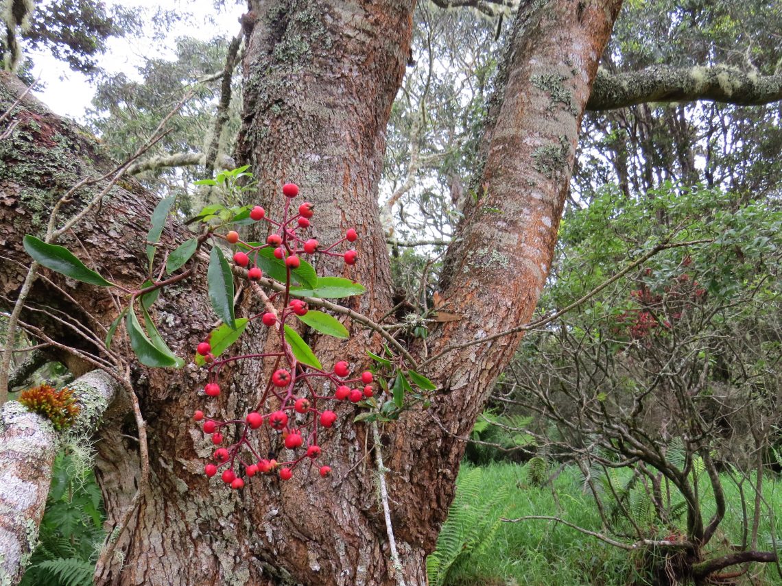 invasive photinia