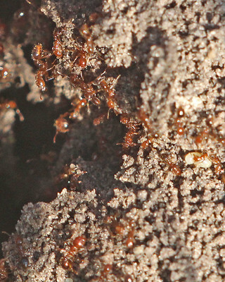 red imported fire ant
