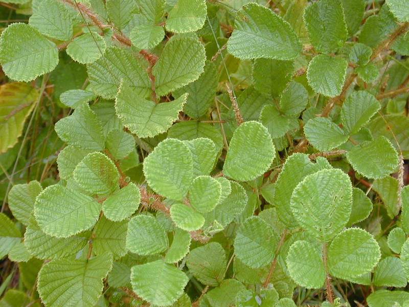 rubus_ellipticus leaves