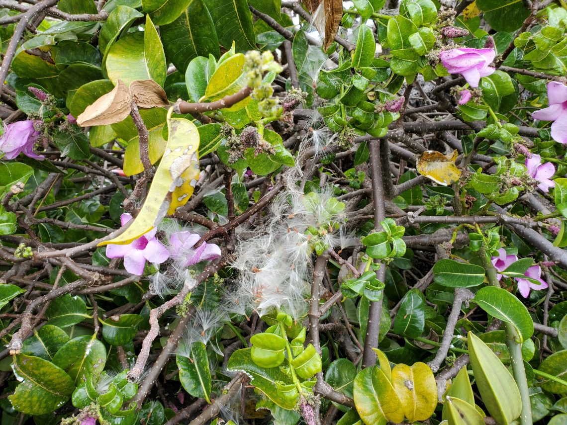 invasive rubber vine