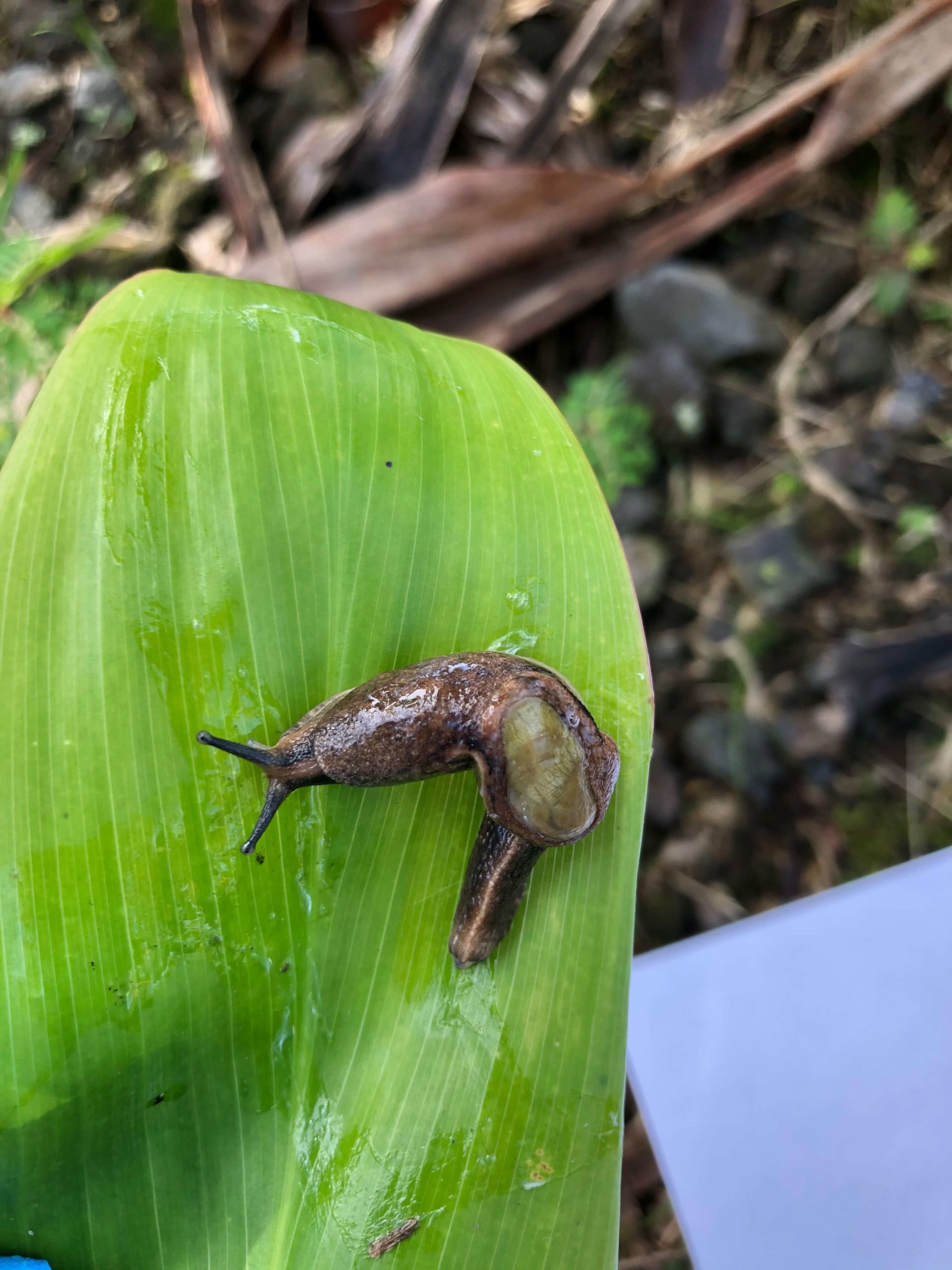 semi slug on ti plant