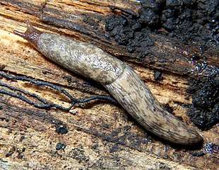 grey field slug, grey with speckles