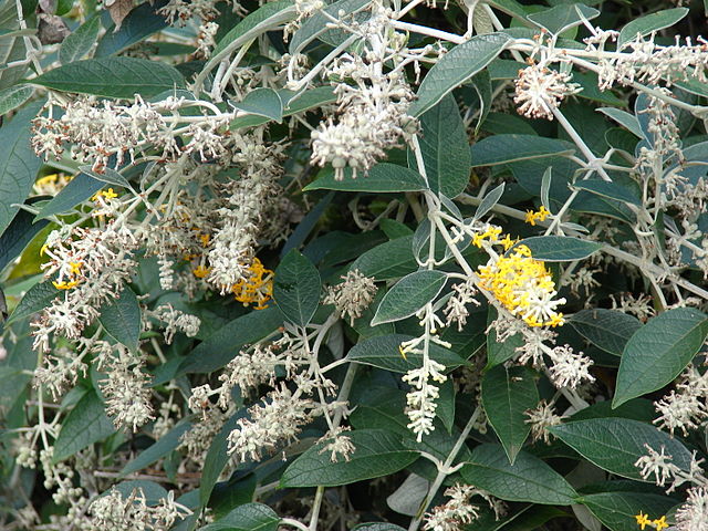 smokebush is invasive