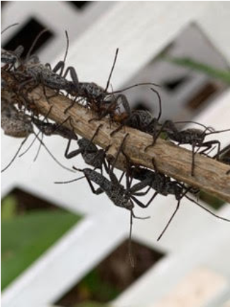 sweet potato bug swarm