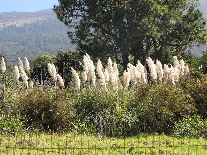 Pink Pampas Grass: Buyer Beware! - Laidback Gardener