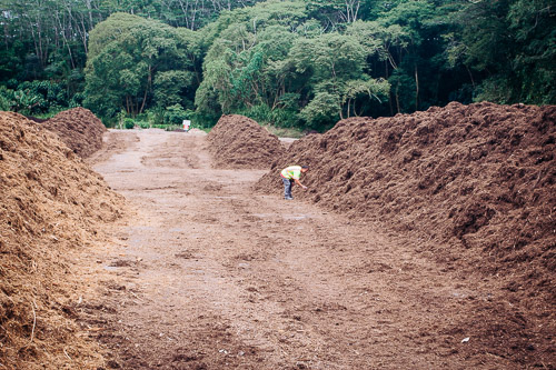 hawaii ant lab staff surveying mulch pile for little fire ants